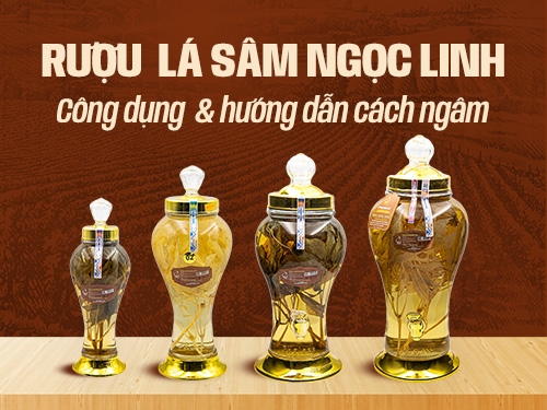 Rượu lá sâm Ngọc Linh có tác dụng gì? Hướng dẫn cách ngâm đúng chuẩn